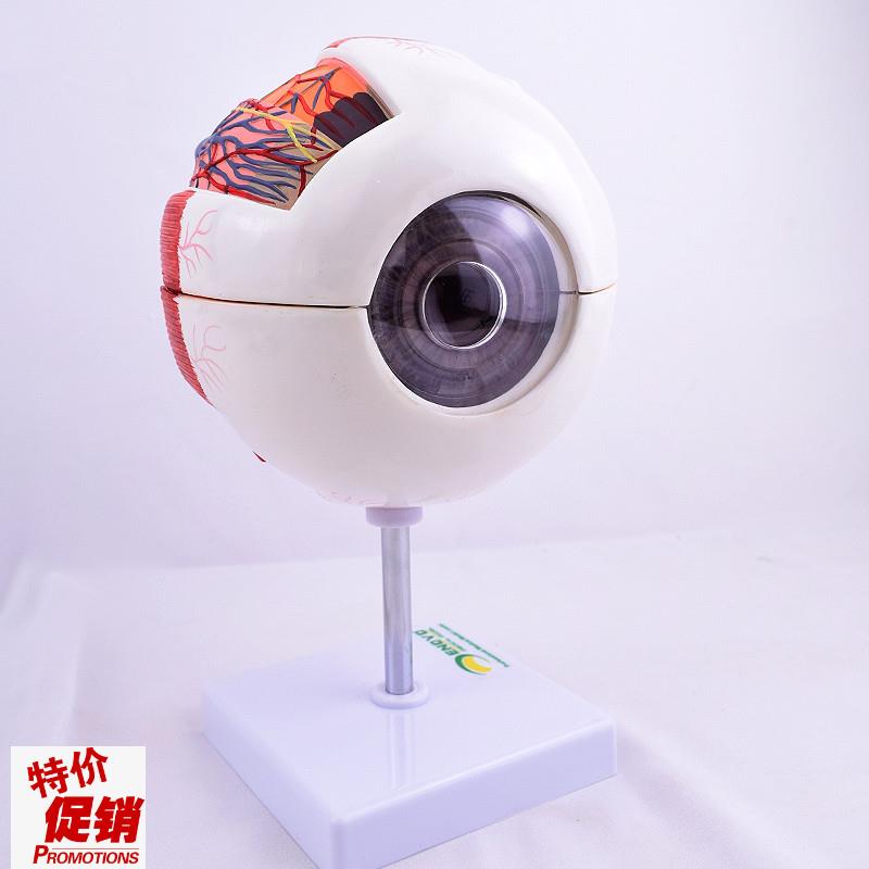 ENOVO颐诺版医学人体眼球y解剖模型眼睛结构模型眼珠眼球眼角膜模