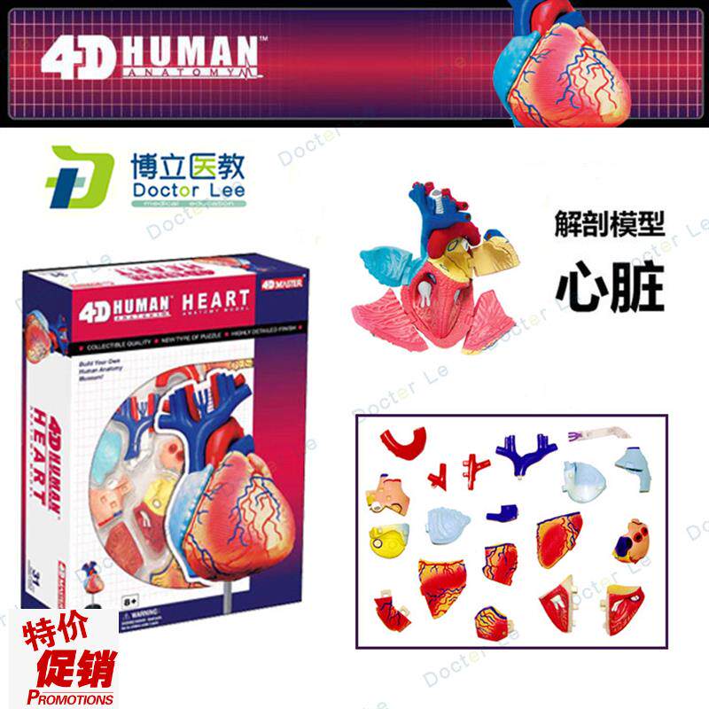 4DMASTEiR拼装人体模型内脏脑颅骨肌肉手骨架眼耳牙胃心脏妊娠