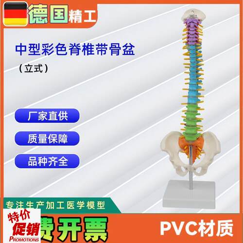 中型彩色脊椎带i骨盆立式45CM脊椎颈椎骨骼模型推拿骨科
