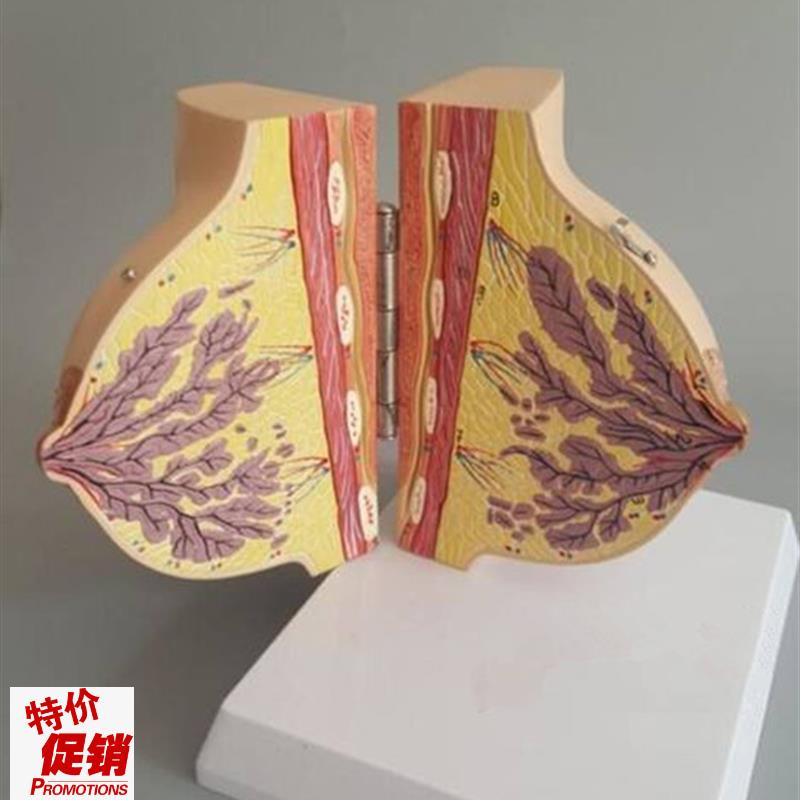 静止期女性乳房解s剖模型妇科胸部示范教学标本