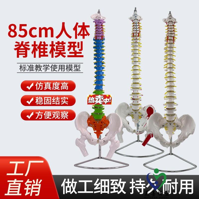 热销80CMt人体脊椎腰椎带盆骨模型成人医学正骨教学练习骨骼颈椎