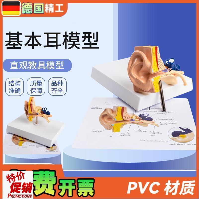 德国】基本d耳模型桌上型人体耳朵解剖模型耳模型内耳部听觉教学