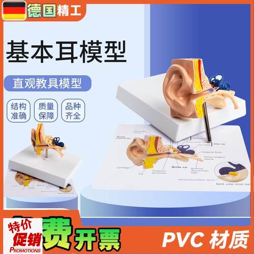 德国】基本d耳模型桌上型人体耳朵解剖模型耳模型内耳部听觉教学