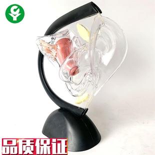 透明子宫模型计生教o育用品展示可视子宫构造子宫解剖透明生殖系