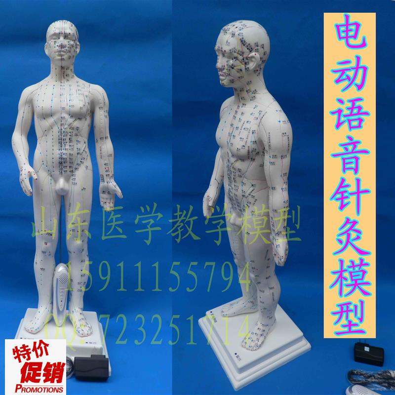 高级智能语音点读人体穴位模型正品保G证语音点读人体针灸经络模