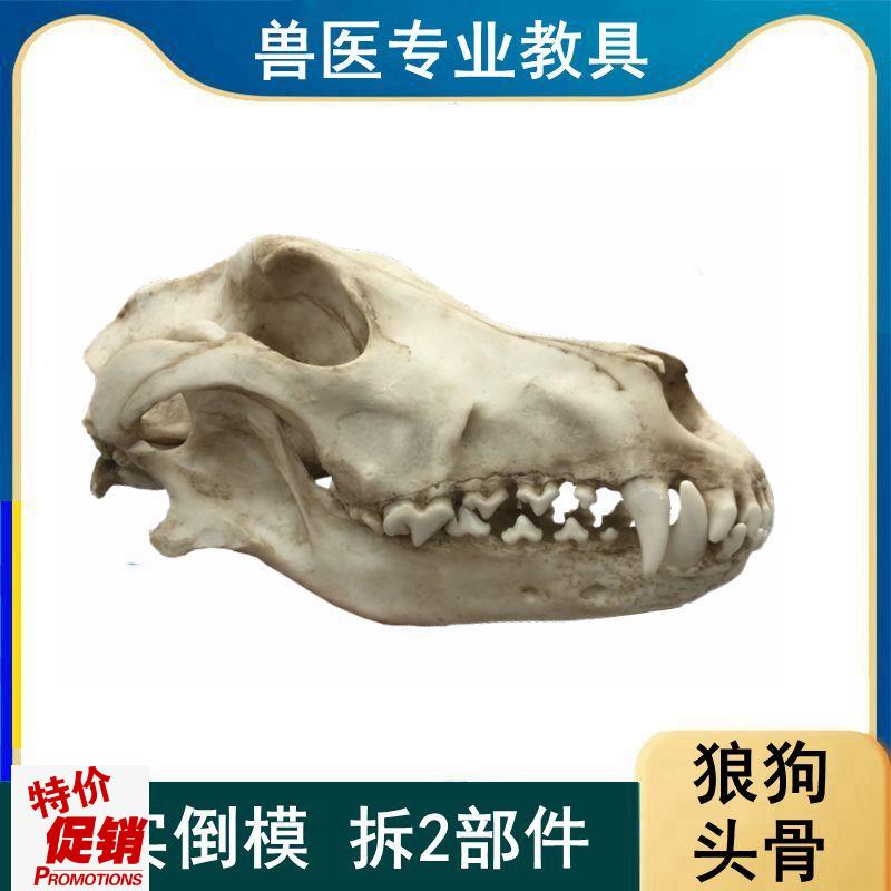 狼狗头骨模型真实倒m模口腔牙齿下颌骨活动仿真动物颅骨标本摆件