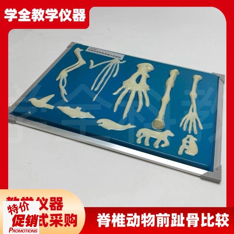 脊椎动物骨骼g模型前肢标本比较生物课实验展示器初中高中教学仪