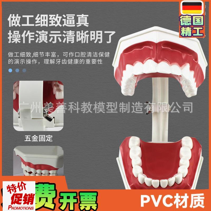 儿童早教刷牙模型两倍大幼儿口腔教学模型牙P齿模型幼儿园教刷牙