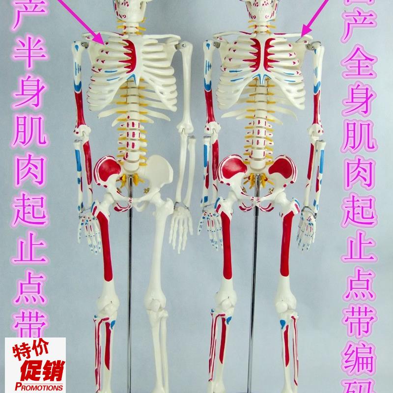 全新85CM人体骨骼模型带肌肉起止点骨K架模型椎间盘颈椎动脉血管