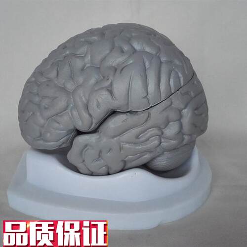 包邮自然大人体脑模脑x解剖模型医用教学讲解教具