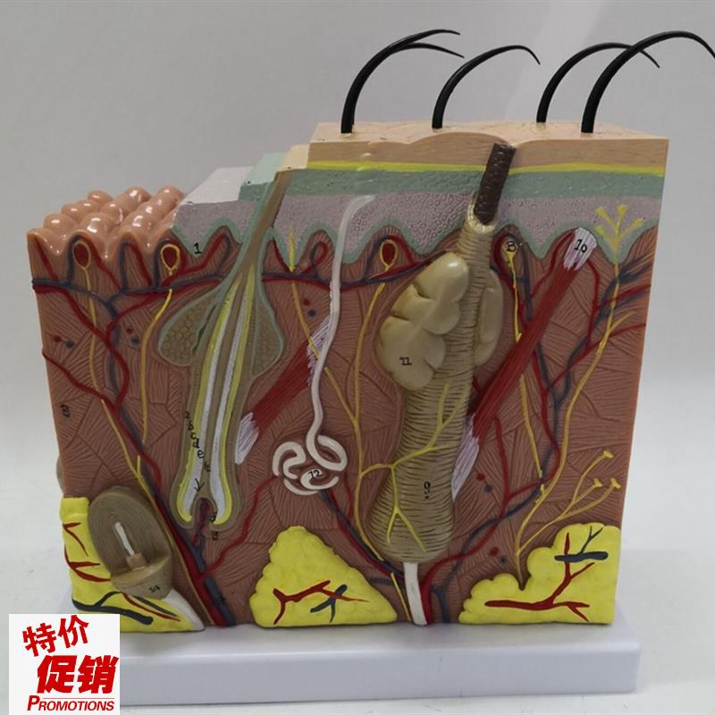 人体50a倍皮肤解剖放大模型毛囊皮肤结构医用教学植发讲解展示