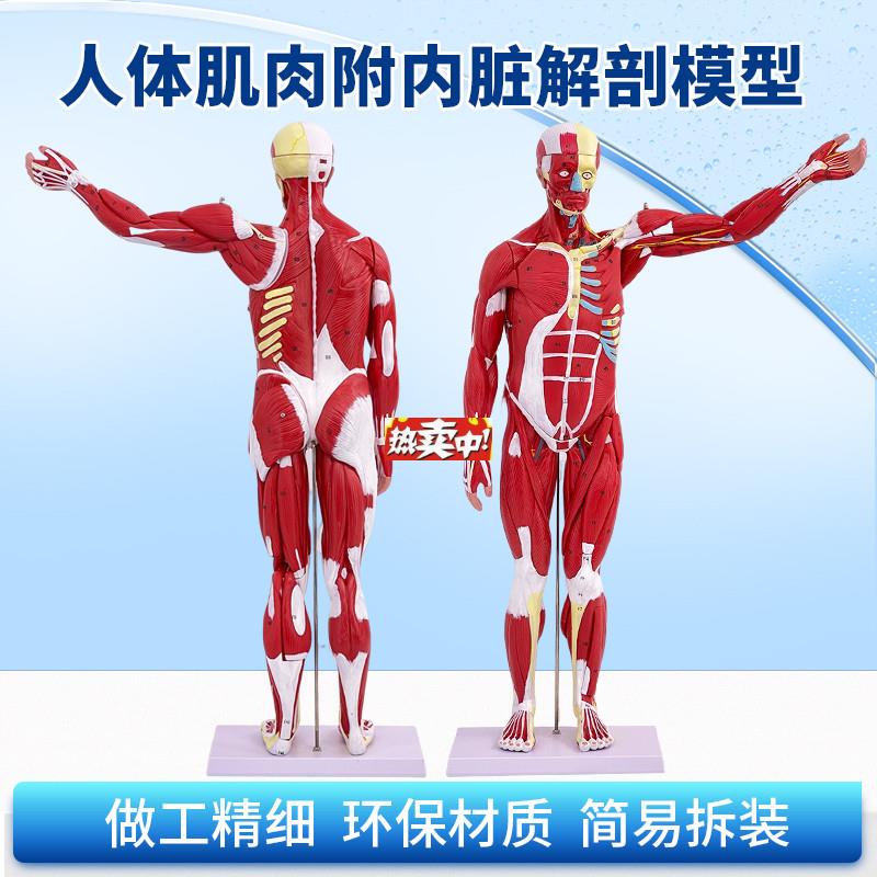 热销80CM人体全身肌肉附内脏模型人体肌肉解剖教学模型M可拆27部