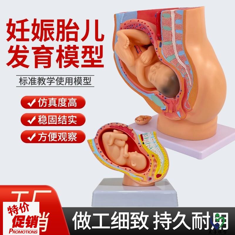 女性盆腔附足月胎儿p模型妊娠发育九个月胎儿子宫胚胎模型胎儿