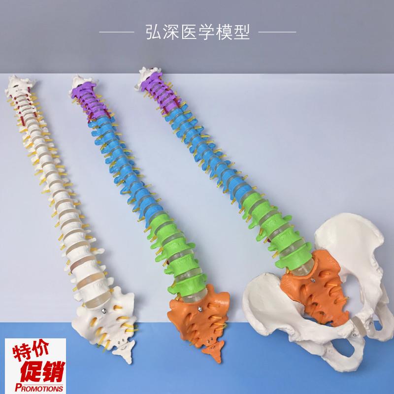 人体脊柱模型f1比1彩色分区脊椎尾骨骼可动弯曲颈胸腰椎间盘骨盆