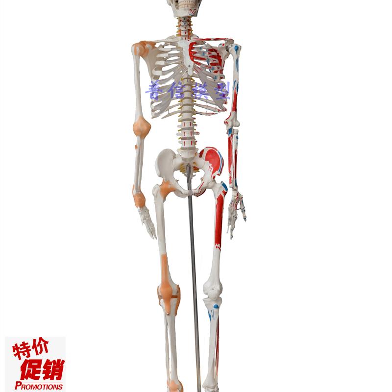 普信人体骨骼模型j170cm大骨骼175cm教学健身可弯曲人体大骨架模