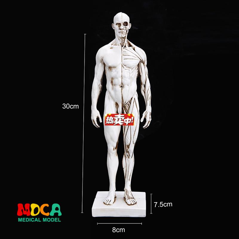 热销美术写生仿真男性人体骷髅全身肌肉结构静物素P描教学模型RTS