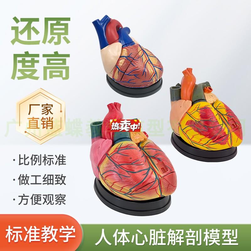 热销人体标准心脏解剖模型B超X彩超可拆卸自然大心脏医学教学教具
