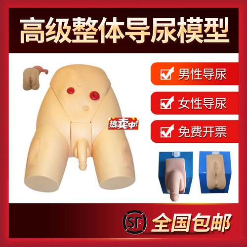 热销男女性别可互换整体导尿模型着装F式内外生殖器模具护士导尿
