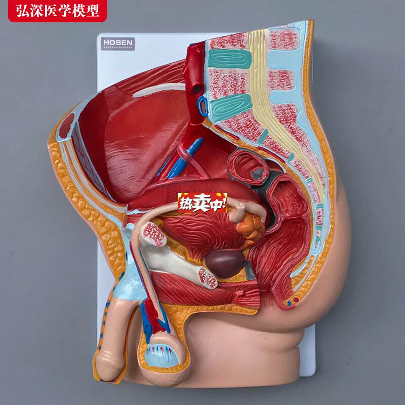 热销男性生殖系统模型人体矢状解剖面结构造骨盆腔c医学示教学模