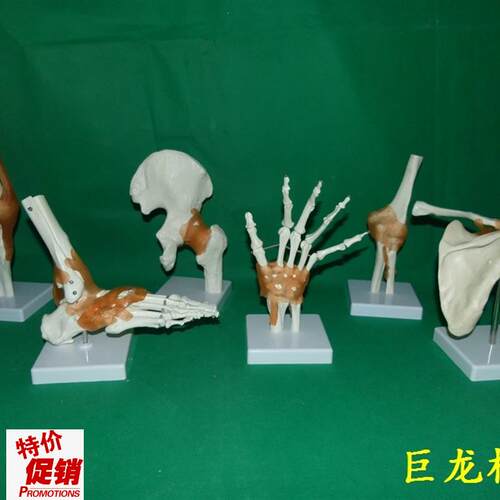 一比一人体六大关节骨骼骷髅D骨架教学模型肩肘髋足手膝
