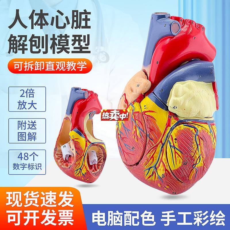 热销2倍放大人体心脏模型B超彩D超声循环系统心内科心脏解剖教学