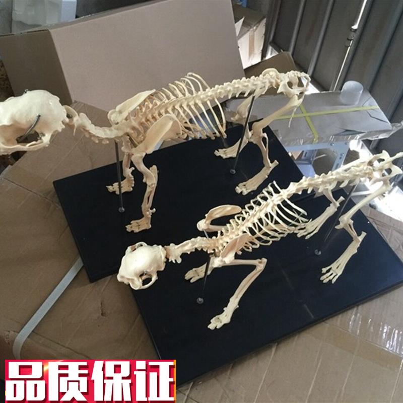 骨科器械狗骨骼标本模型宠物动物D狗猫犬教学骨架骨头骨骼模型