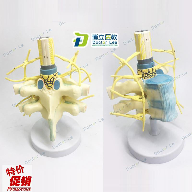 胸椎脊髓脊神g经交感神经干模型胸椎模型人体神经教学教具神经模