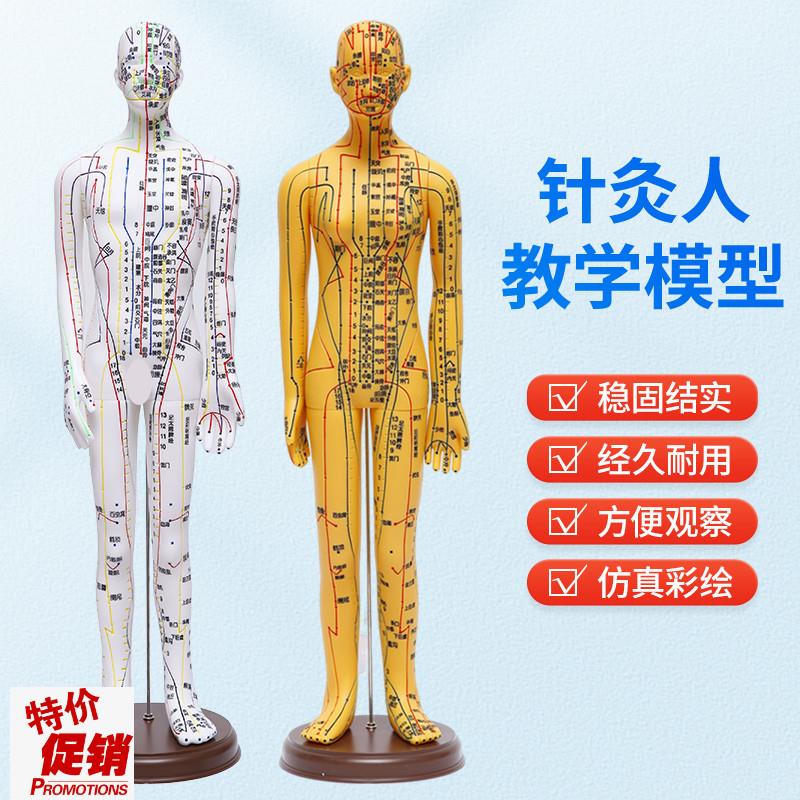 针灸穴位人体模型全身o家用中医十二经络图小皮人硅胶扎针练习铜