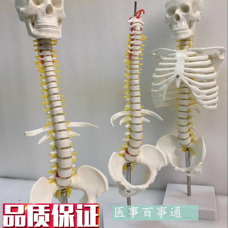 人体脊柱模具脊椎骨颈椎模型x胸椎结构腰椎间盘关节玩具骨头骨架