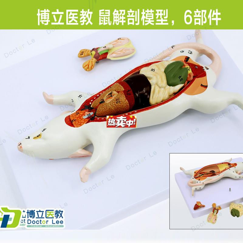 热销教学仿真老鼠标本老鼠解剖模型老鼠拼装益智玩h具动物解剖生