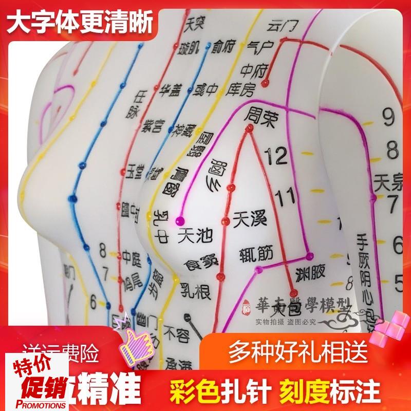 超清楚针灸铜人中l医人体穴位模型人体模型人体穴位模型女48CM