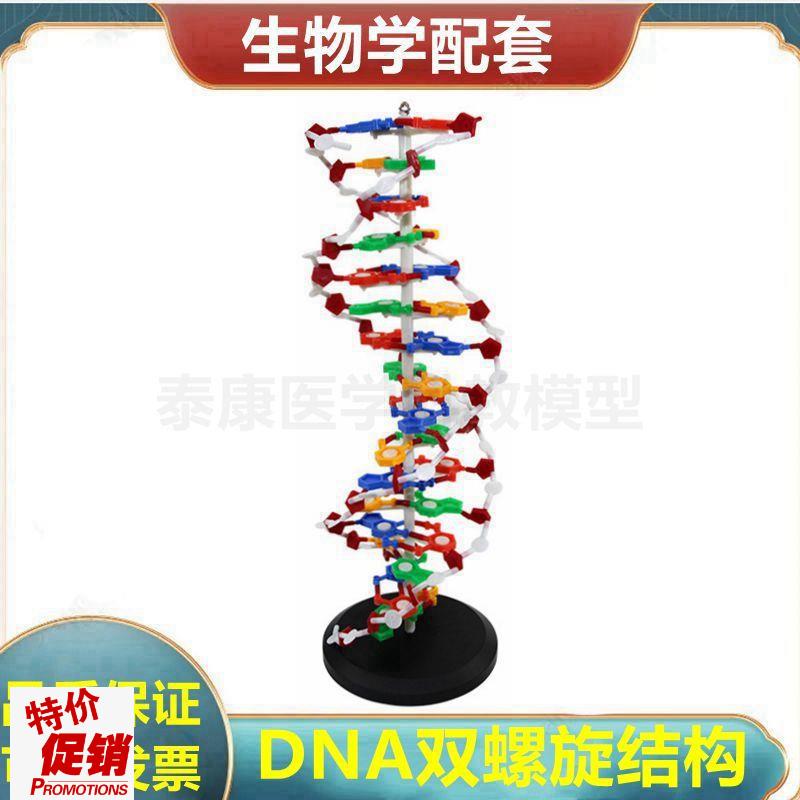 DNA双螺旋模型脱氧核糖核酸生物学教G具DNA复制蛋白质合成演示