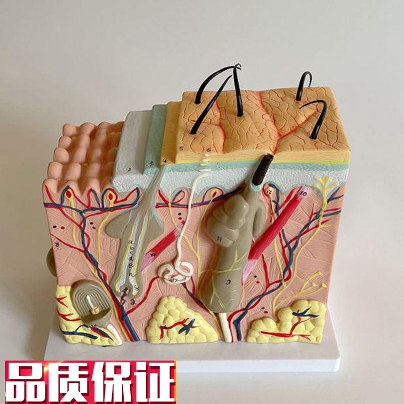 康泰医学人体皮肤模型毛发毛囊皮下血管神经医美微X整形皮肤层次