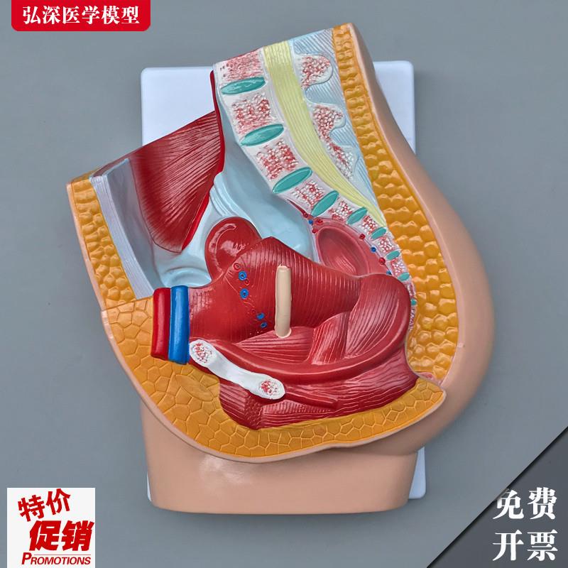女性生殖系统模型人体腹r部盆腔矢状切面解剖医学教学模具妇产教