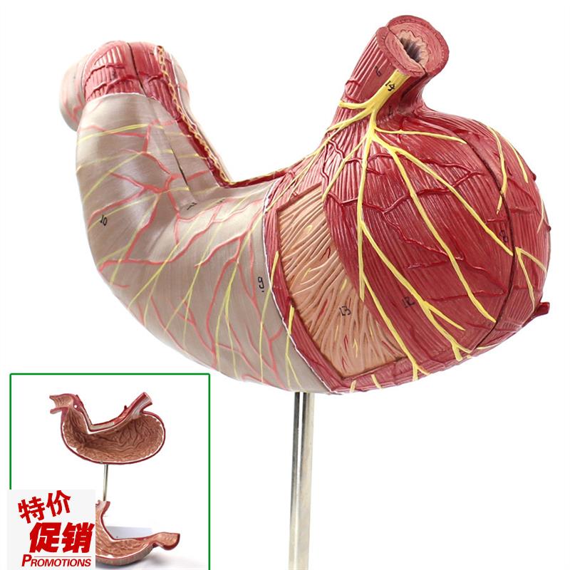 ENOVO颐f诺人体胃解剖模型腹腔器官人体消化解剖系统医学器官消化