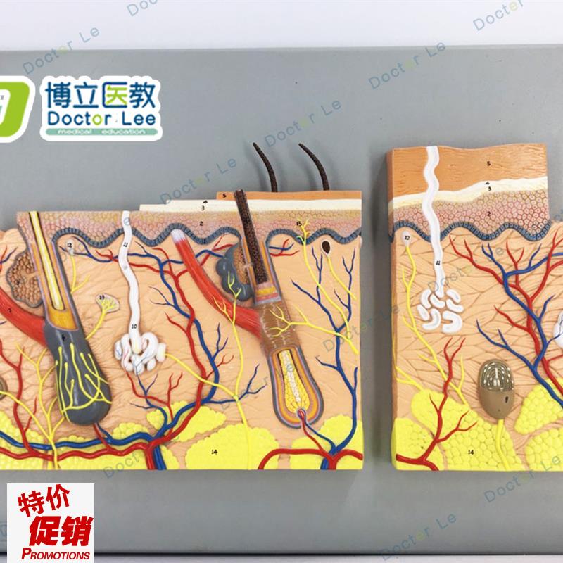教学仿真皮肤浮雕模型平面皮肤标C本生理组织结构放大医学解剖皮