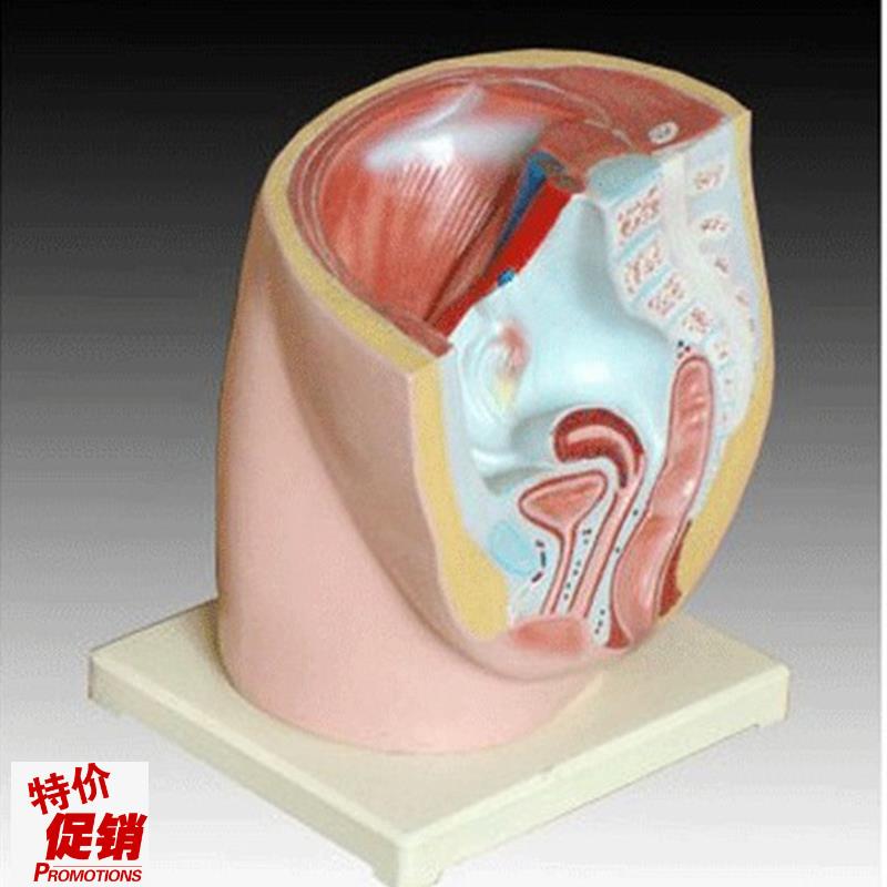 女性盆腔正中矢m状解剖(2件)人体医学用教学标本模型