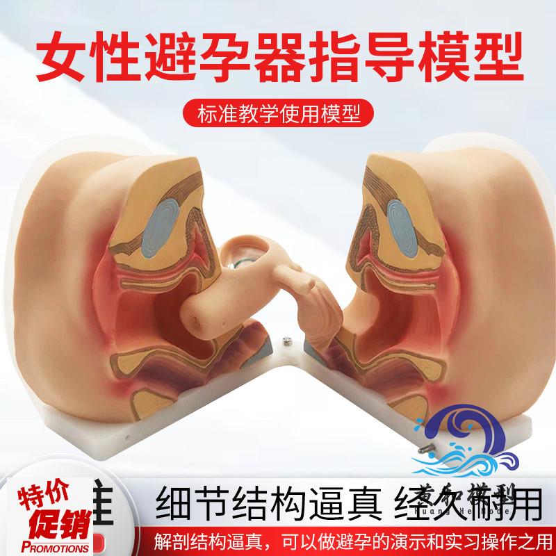 女性生殖器模型宫颈子宫外阴道卵巢妇科K检查避孕教学训练1比1