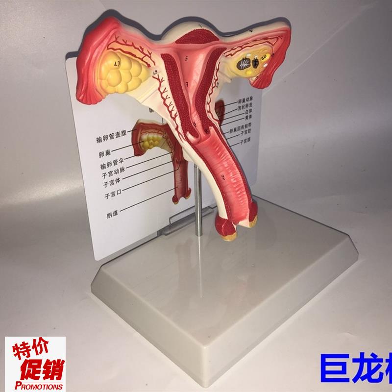 子宫模型生殖器解剖模型计划生育示J教模型教用医用解剖模型