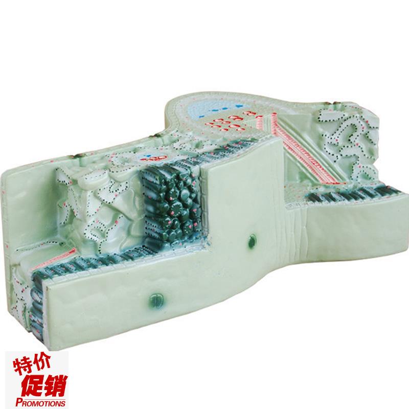 植物模型树叶构造叶脉纵横切w面细胞组织模型立体生物教学模型展