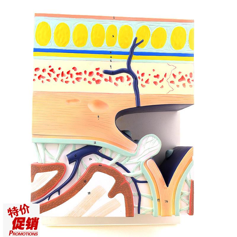 ENOVO颐诺颅底模型人体头颅骨模型硬脑膜窦头皮层次W解剖结构头皮