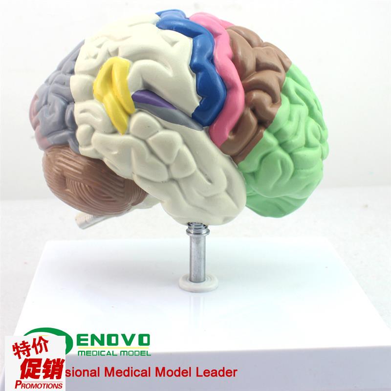 颐诺正品人体大脑模n型分区端脑模型脑室脑半球人脑解剖器官模型