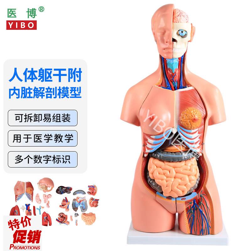 医博人体躯干解刨模型带内脏人体解肌肉s消化系统刨模型人体解刨