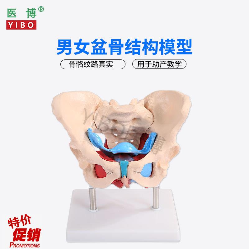 医博1:1成人男性骨盆模型成人女性骨盆骨骼C模型女性骨盆带盆底肌