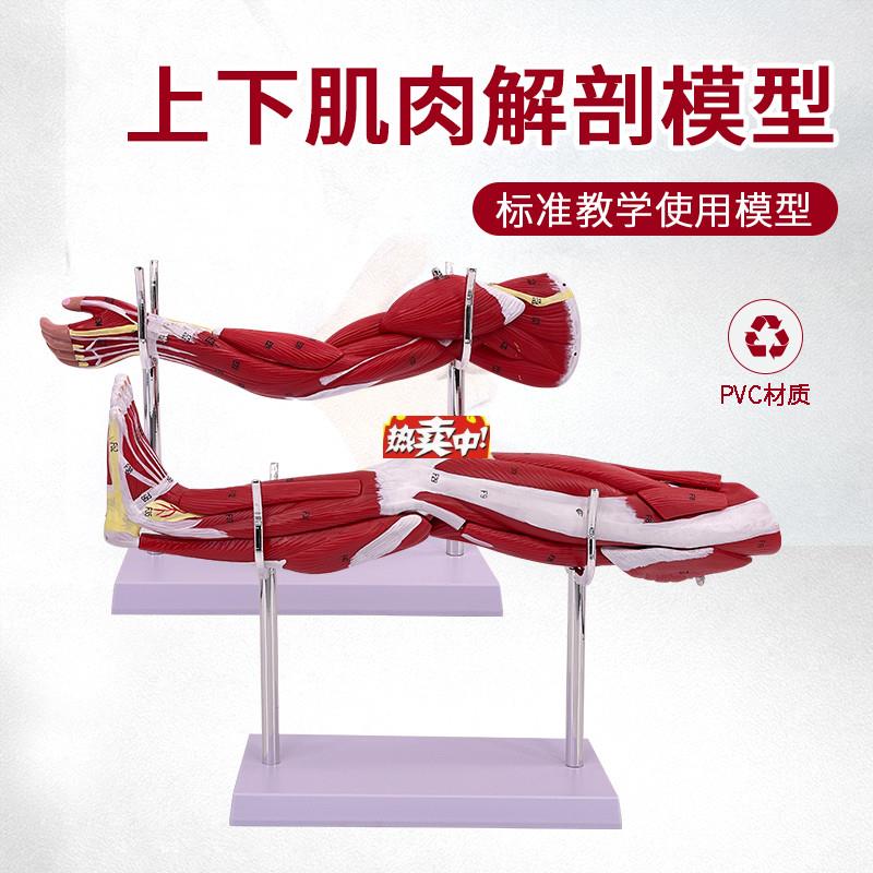热销小型上下肢肌肉附血管神经模型手臂肌肉解剖b人体肌肉构造运