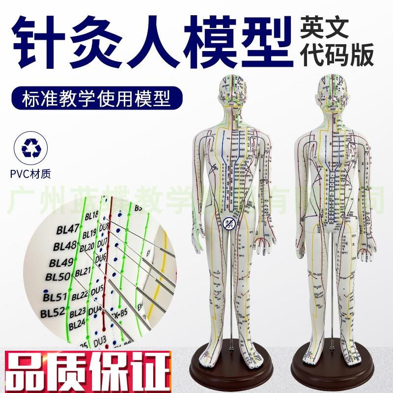 英文代码针灸穴位人体模型英文版可I扎针中医穴位经络推拿按摩