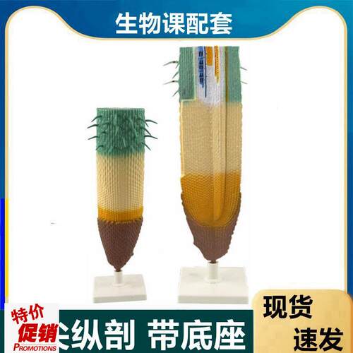 根尖模型植物h根纵剖模型根尖结构放大单子叶植物根双子叶桃花
