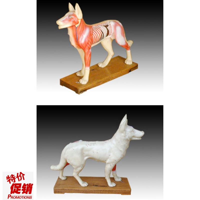 中医用狗体针灸训q练练习模型模具经络穴位标本