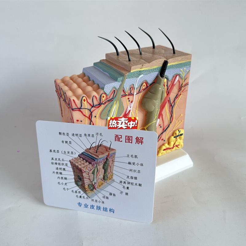 热销50倍人体皮肤组织结构放I大解剖模型医学美容整形立体皮肤模