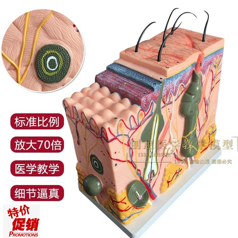 放大版立体人体皮n肤组织结构解剖模型微创皮肤美容整形教学
